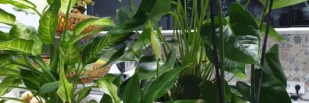 Apartamento Rural Fayna