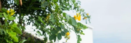 Casa Rural Yeyo en el cráter del volcán