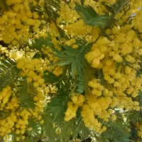 Ginkgos Mimosa en flor 2