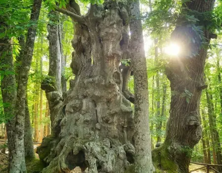 EL CASTAÑAR "Bosque de castaños más grande de Europa"