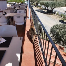 Hostal Restaurant Ondina. Begur. Girona. Screenshot_20221029_125300_WhatsApp