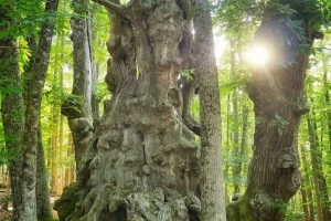EL CASTAÑAR DE EL TIEMBLO “Bosque de castaños centenarios mas grande de E.U.”
